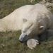 Polar Bear Sleeping 