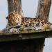 Leopard Resting 