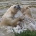 Polar Bears at play 